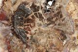 Triassic, Petrified Wood (Araucaria) Slab - Madagascar #224119-1